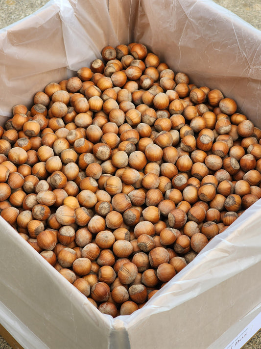 Squirrel Box - 12 lbs. of In-shell Small Sized Hazelnuts