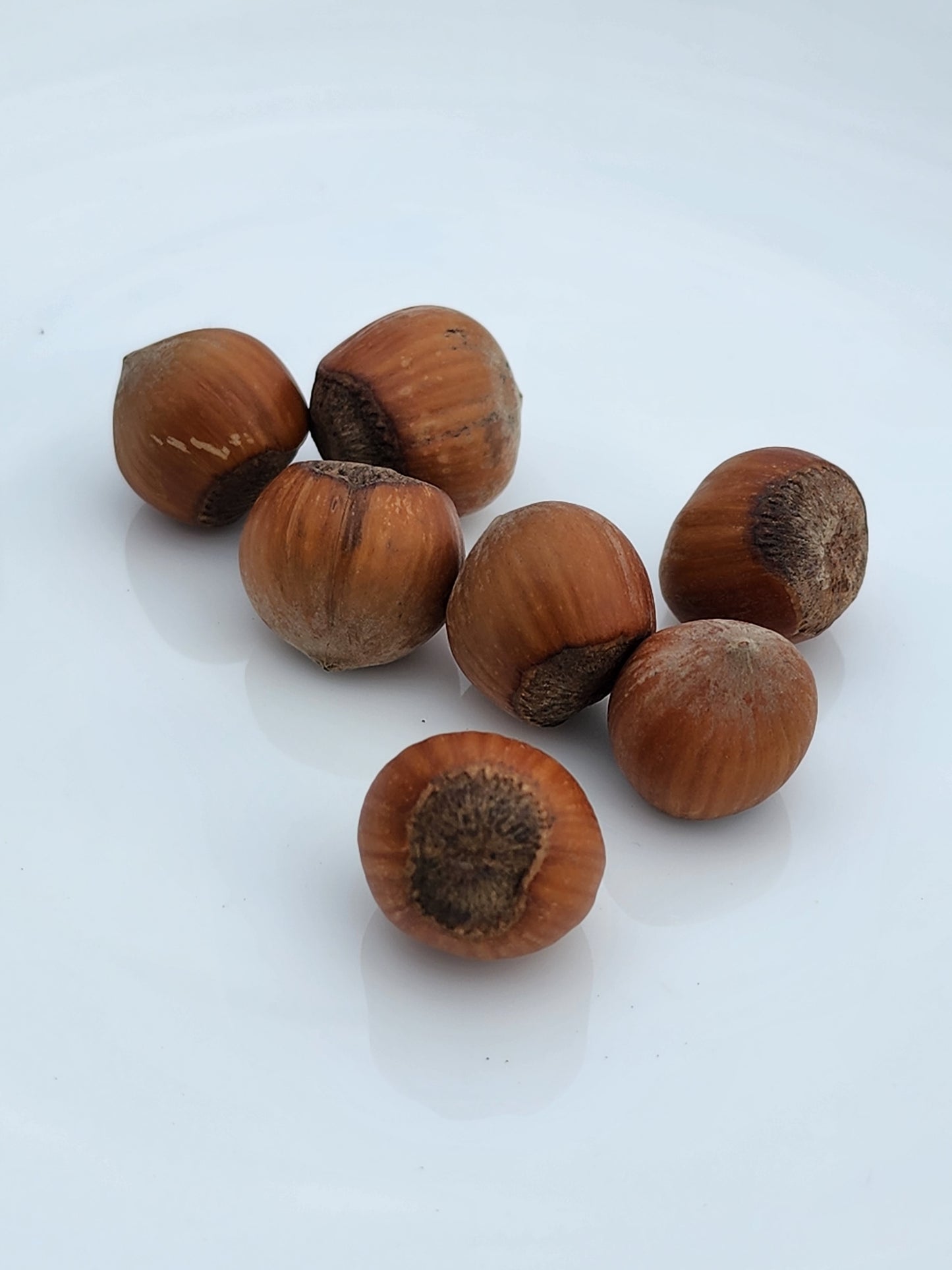 Medium sized in-shell hazelnuts