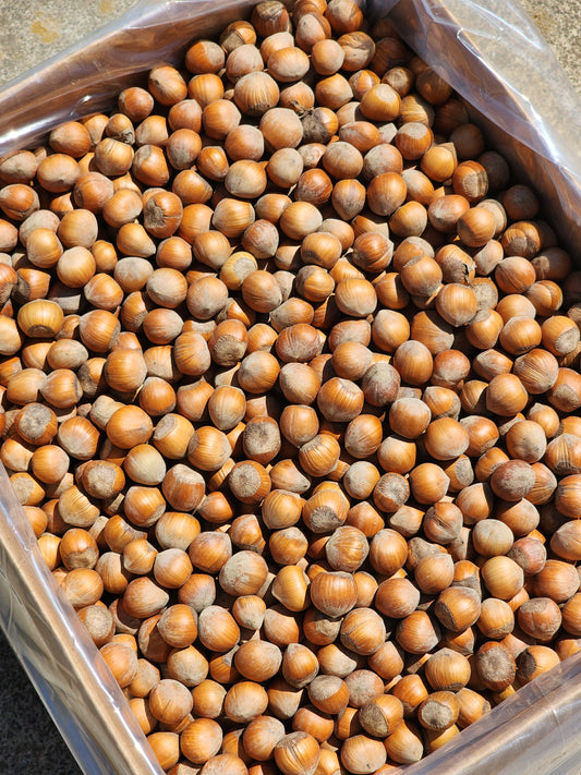 Bulk Box - 12 lbs. of In-Shell Medium Sized Hazelnuts