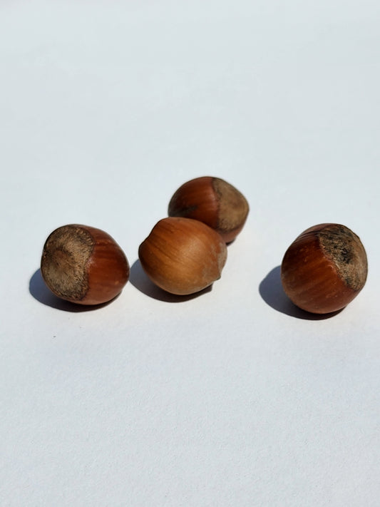 Roasted In-Shell Hazelnuts